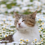 【獣医師監修】春・夏は猫のアレルギーや病気に注意！対策方法を徹底解説