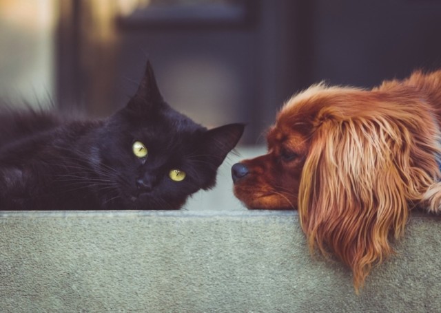 犬と猫の治療ガイド2015 獣医関連本 - 本