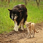 【獣医師監修】犬・猫の春に気をつけたい病気・体調管理対策を解説
