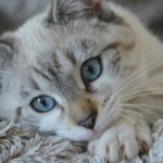 【獣医師監修】猫の免疫を上げる方法は？免疫力を維持する7つのポイント